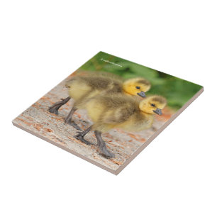 Söthet på Parad: Kanada Goose Goslings Kakelplatta