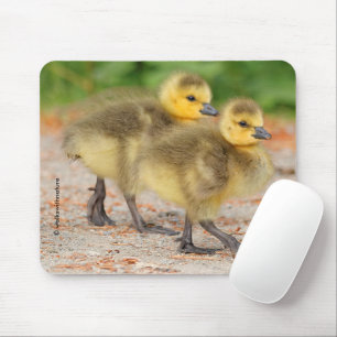 Söthet på Parad: Kanada Goose Goslings Musmatta