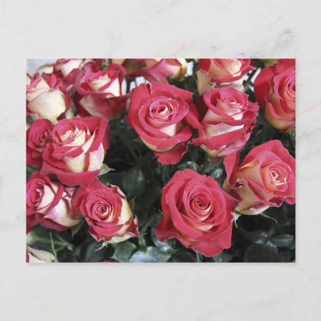 Söthet Ro arrangemangt i Hacienda Compania Vykort (Framsida)