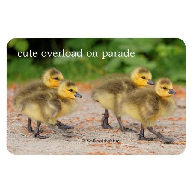Söthet vid Parad: Kanada Goose Goslings Magnet (Horisontell)