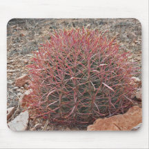 Söthwest Red Barrel Cactus Photo Arizona Desert