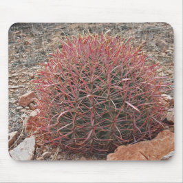 Söthwest Red Barrel Cactus Photo Arizona Desert Musmatta