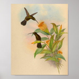 Sotig-capped Hummingbirdtryck för vintage 1861 Poster
