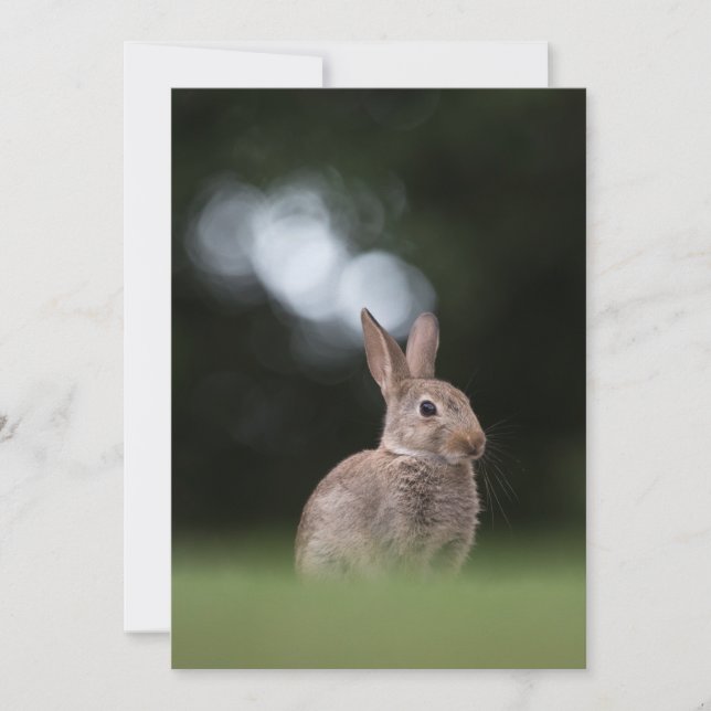 Sötkaninfoto för matarfoto inbjudningar (Framsida)