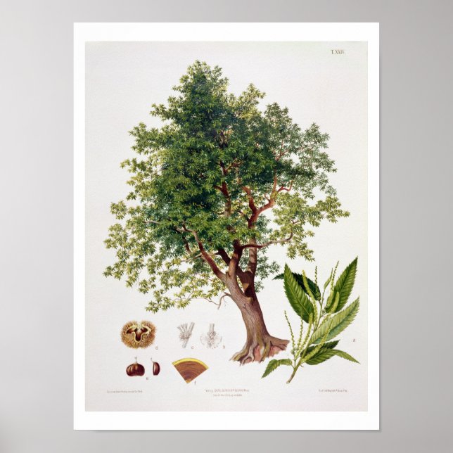 Sötkastanj, präglad av A. Haase (färg litho) Poster (Framsidan)