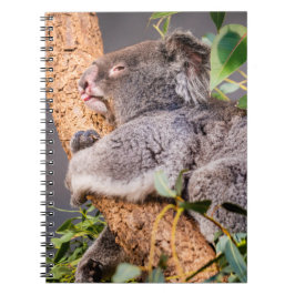 Sötkoala Anteckningsbok