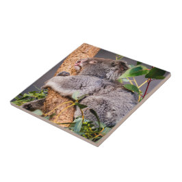 Sötkoala Kakelplatta