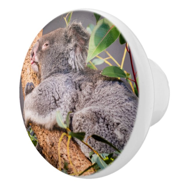 Sötkoala Knopp (Höger)