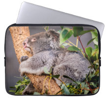 Sötkoala
