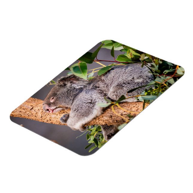Sötkoala Magnet (Vänstra Sidan)