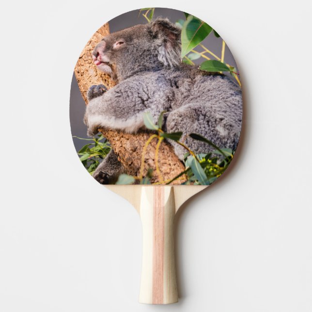 Sötkoala Pingisracket (Framsidan)