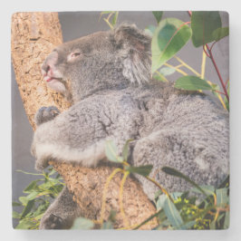 Sötkoala Stenunderlägg