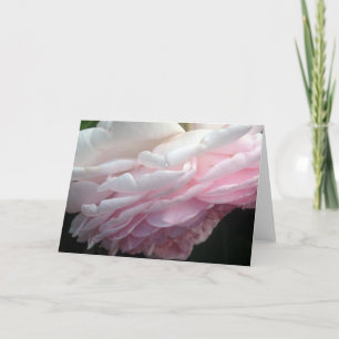 Sötkort för Rosa ros Flower Hälsning eller Note Ca Kort