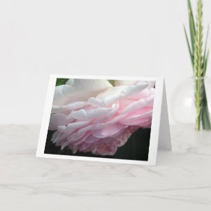 Sötkort för Rosa ros Flower Hälsning eller Note Ca Kort