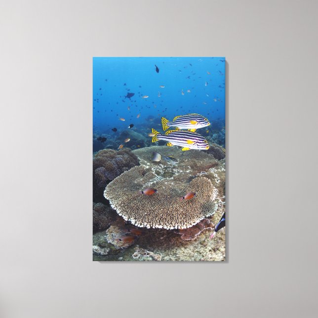 Sötlippfisk Canvastryck (Framsida)