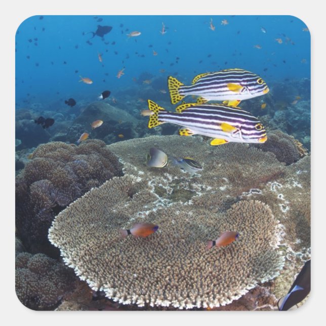 Sötlippfisk Fyrkantigt Klistermärke (Framsida)