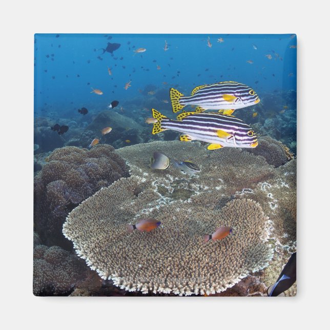 Sötlippfisk Magnet (Framsidan)