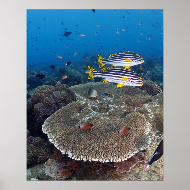 Sötlippfisk Poster (Framsidan)