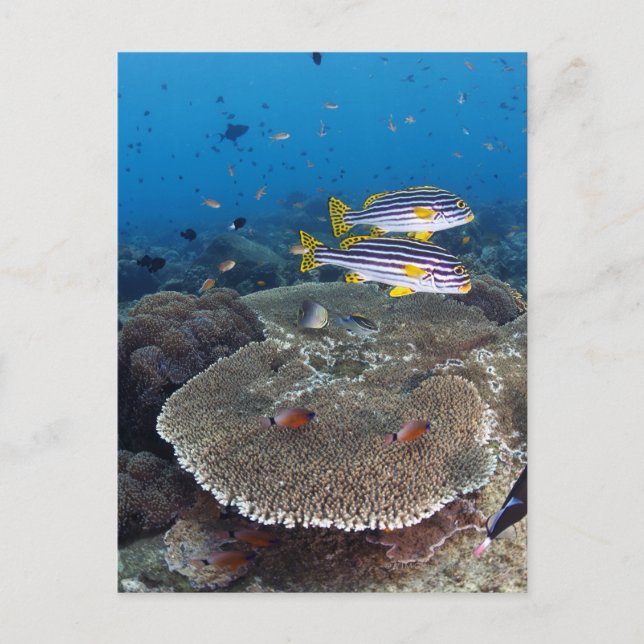 Sötlippfisk Vykort (Framsida)