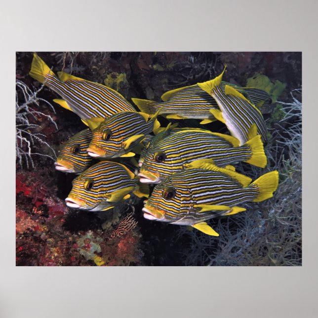 Sötlips Squad Poster (Framsidan)