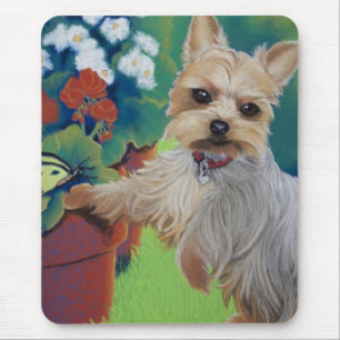 Sötma Yorkie Musmatta
