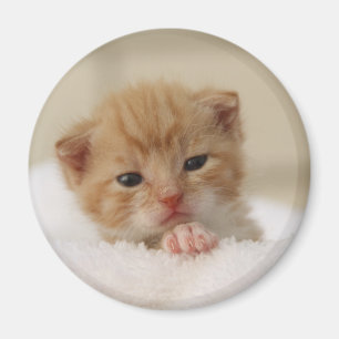 Sötmarig kattunge magnet