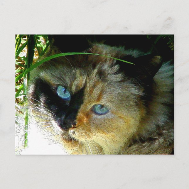 Sötnos Paj Vykort (Framsida)