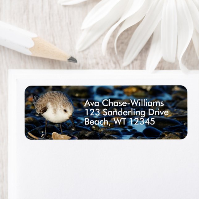 Sötnos Sandpipare Strandfågel Äter på Mussla vid S Returadress Etikett (Insitu)