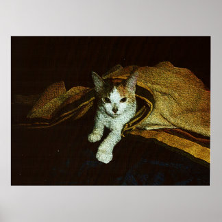 Sötnos som kattunge poster