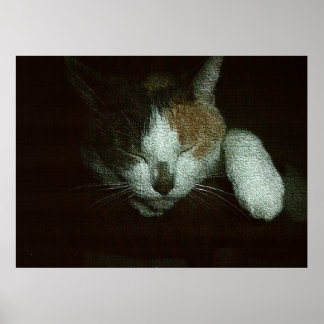 Sötnos som sover på en katthus poster