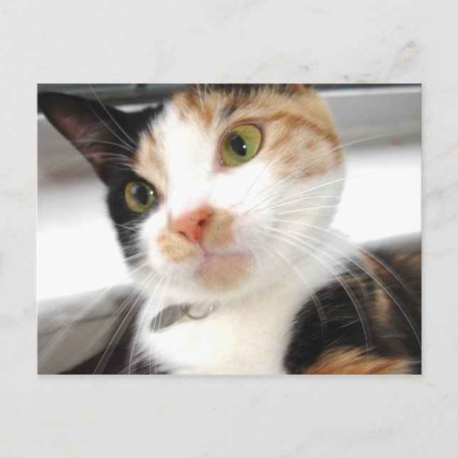 Sötnos Vykort (Framsida)