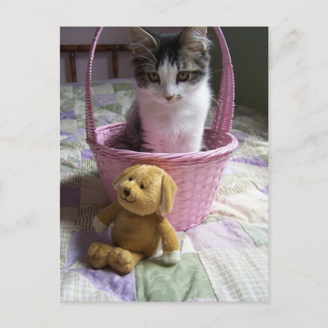 SötnosKitty-vykort Vykort (Framsida)