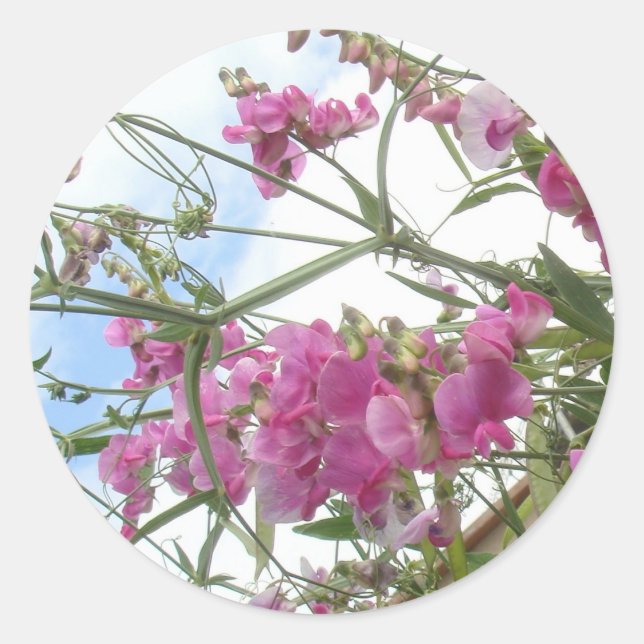 Sötpedekal Runt Klistermärke (Framsida)