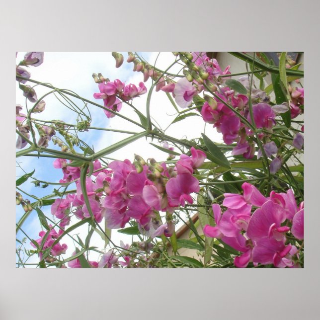 sötpeppar poster (Framsidan)