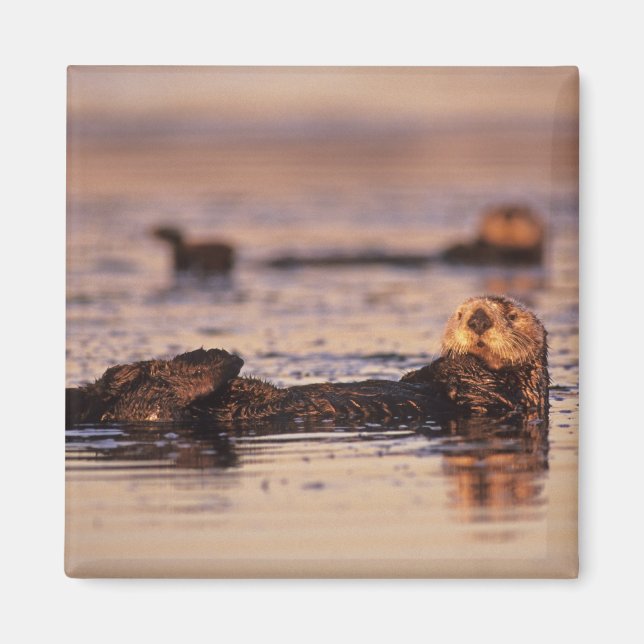 Sotrar, Enhydra lutris 3 Magnet (Framsidan)