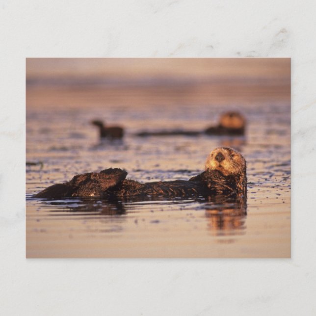 Sotrar, Enhydra lutris 3 Vykort (Framsida)