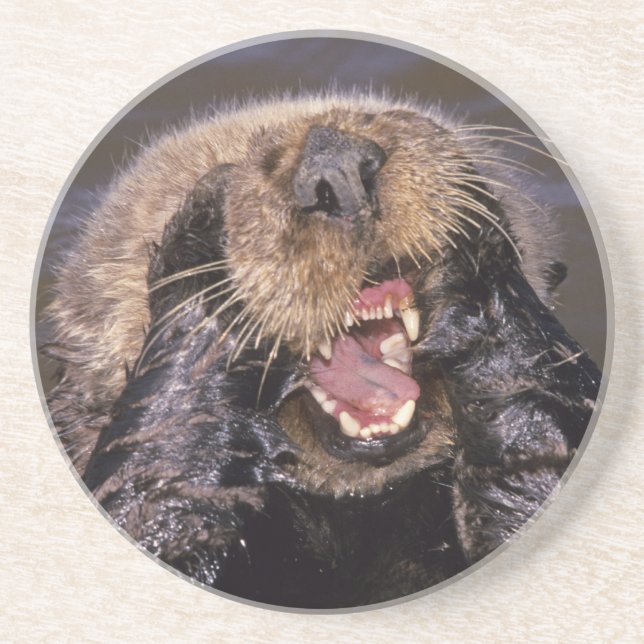 Sotrar, Enhydra lutris 6 Underlägg Sandsten (Framsidan)