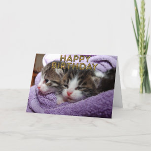 Sötsaker sömnig kattunge kort