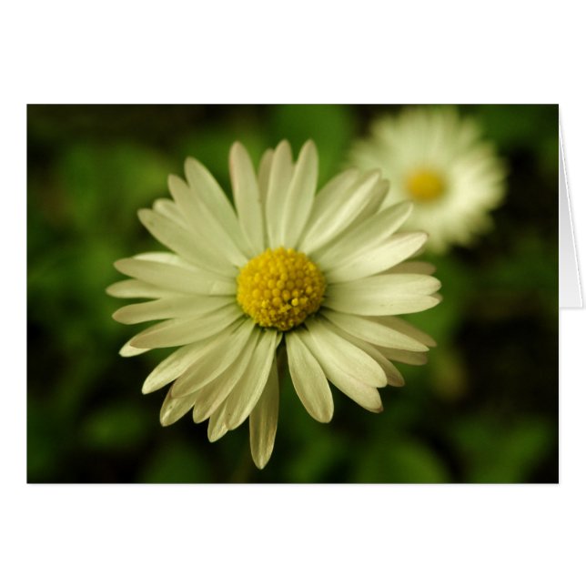 Sött Beauty-Daisy-kort Hälsningskort (Framsidan Horizontal)
