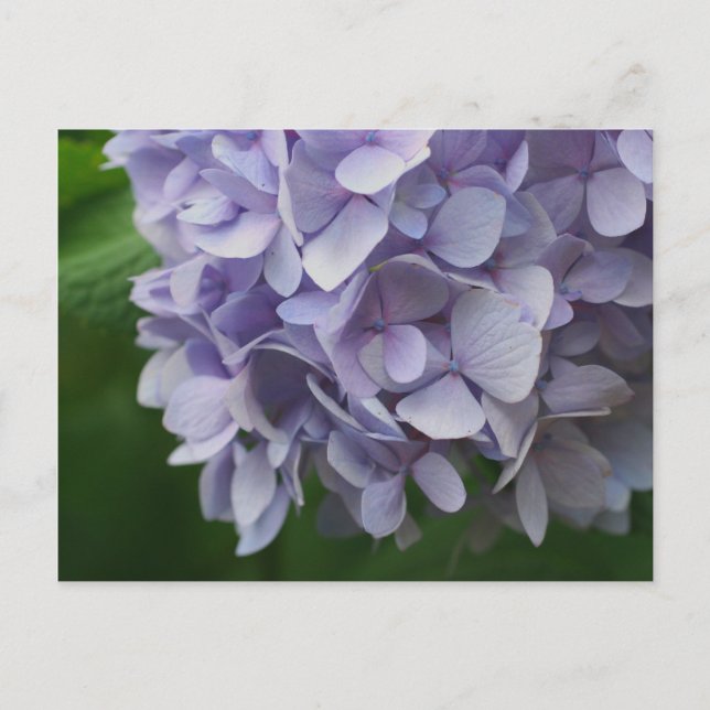 Sött blått Hydrangea Flower Photo Postcard Vykort (Framsida)