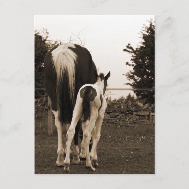 sött bum vykort (Framsida)