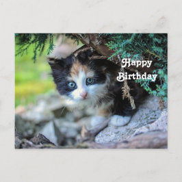 Sött Calico Kittens Foto Födelsedag Vykort