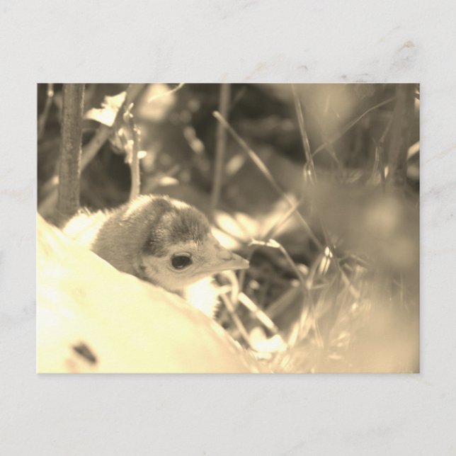 Sött dedikation - vykort (Framsida)