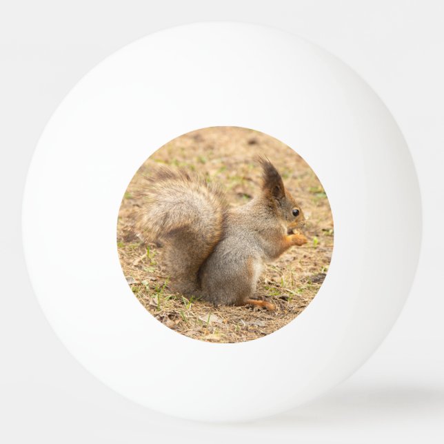 Sött ekorre äter en nöt foto pingisboll (Framsidan)