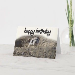Sött Ferret Grattis på födelsedagen-kort Kort