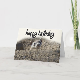 Sött Ferret Grattis på födelsedagen-kort Kort