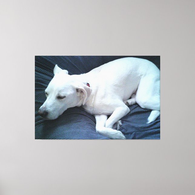 Sött foto av vacker sovande vit hund canvastryck (Framsida)