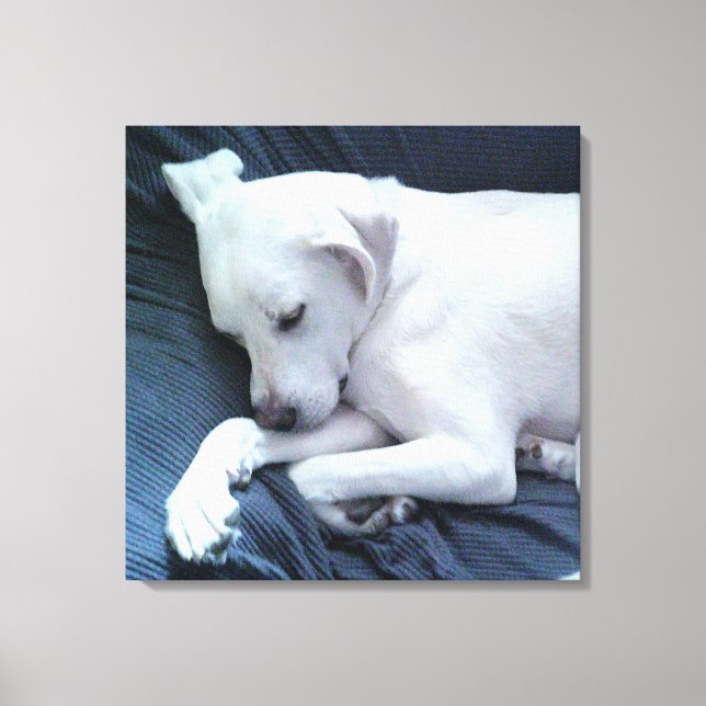 Sött foto av vacker vit hund som vilar på soffan canvastryck (Framsida)