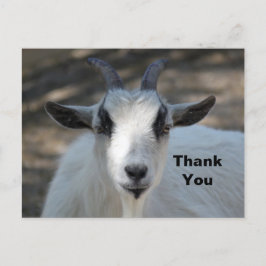 Sött foto på porträtt av vit get Tack Vykort