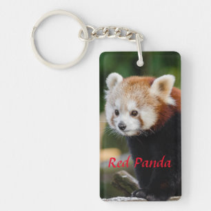 Sött Foto på Röd Panda
